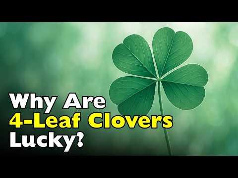 Why Are Four-Leaf Clovers Considered Good Luck? #Video