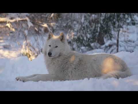 Gray Wolf Basks in Snowy Sunset #Video