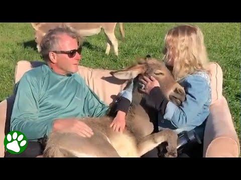 Donkey Loves Sitting In Lap While Being Serenaded #Video