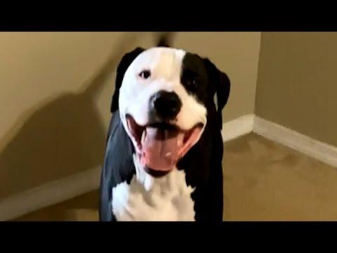 The smile on the dog that was last to get adopted #Video