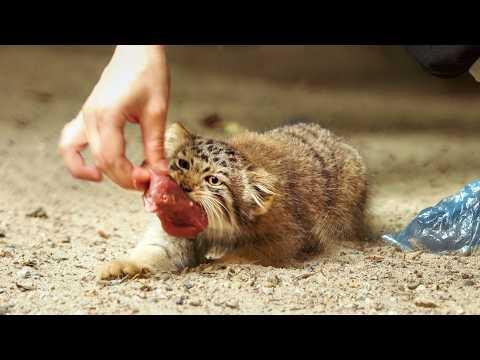 Pallas's cat kittens feeding and the daring chomp of zookeeper's leg! #Video