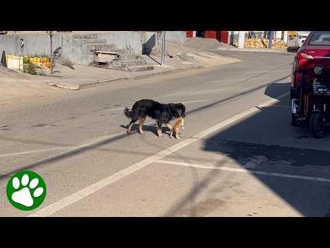 Hero dog saves kitten from road #Video