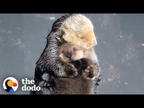 Otter Moms Wrap Their Babies in Seaweed Blankets #Video