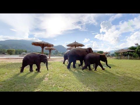 The healing powers of the herd! - Elephantnews #Video