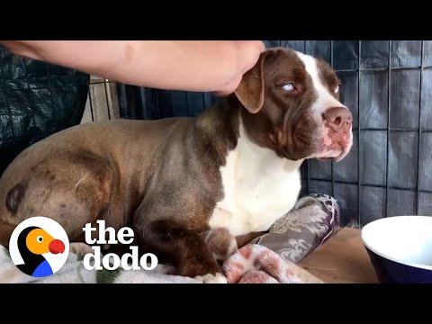 Radio DJ Drives An Hour Every Day For Months To Gain This Wild Pittie’s Trust #Video