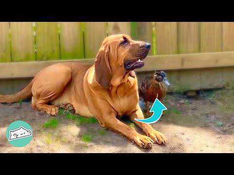 Meet Bailey - The Gentle Bloodhound #Video