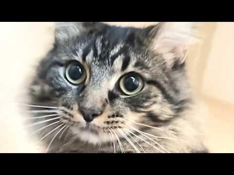 Cat convinces woman to stay in America #Video