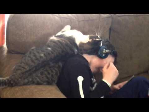 Cat Won't Let Boy Listen To Music