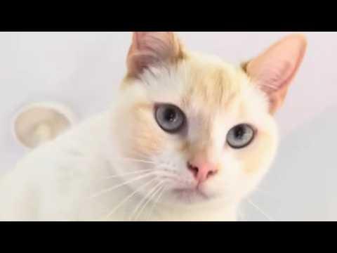 Woman brings home unwanted cat that's 'not all there' #Video