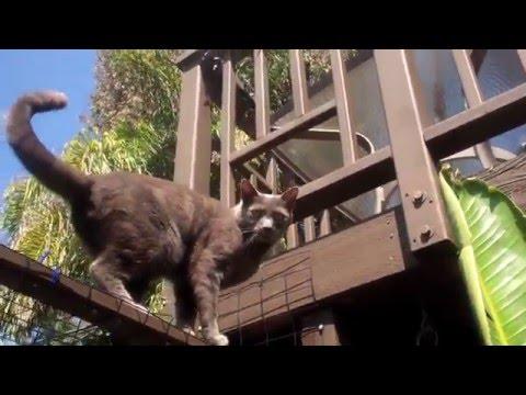 The Amazing Parkour Cat Escape Artist Jax