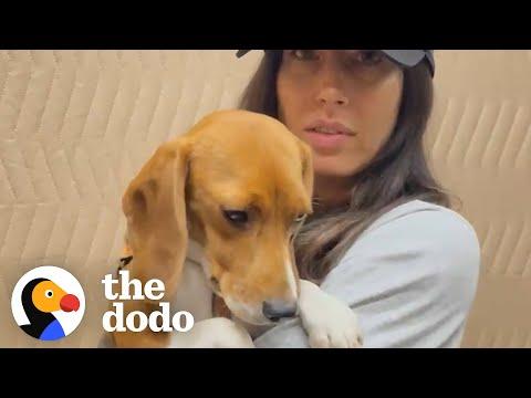 Shaking Beagle Rescued From Lab Becomes So Playful #Video