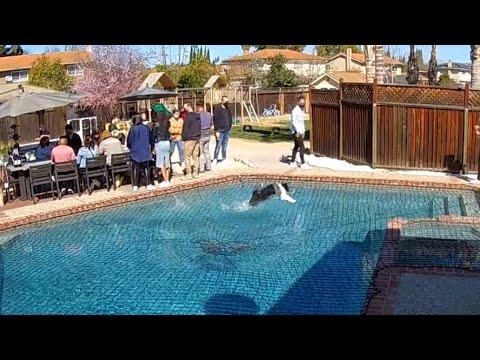 Dog Amazes People By Running Over Pool Video. Your Daily Dose Of Internet.