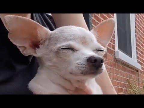Woman adopts senior chihuahua. Then she discovers his unusual behavior. #Video