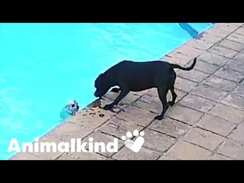 Hero dog rescues pup from drowning | Animalkind #Video