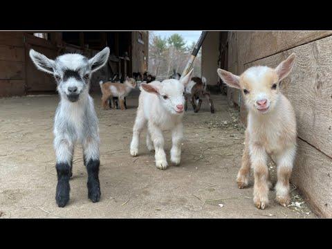 24 Curious goat kids! Sunflower Farm Creamery  #Video