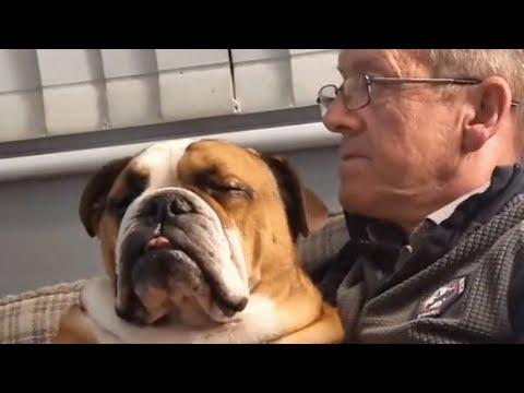 Family brings home a dog. And discover his strange habit. #Video