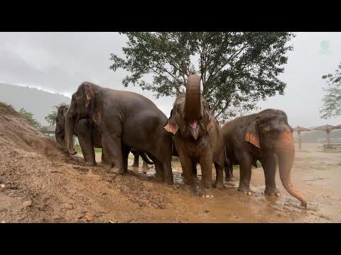 A Whole Herd Enjoy A Muddy Group Spa - ElephantNews #Video