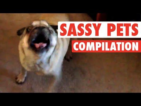Sassy Pets
