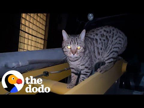 Guy Makes A Private Elevator For His Cat #Video