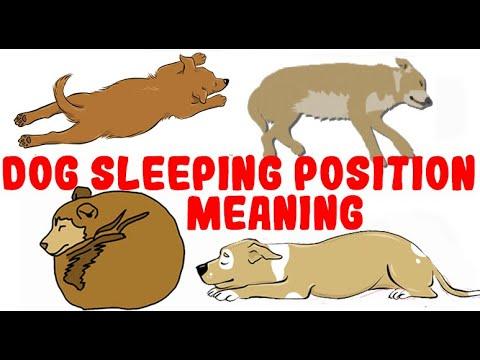 What Your Dog's Sleeping Position Reveals... #Video