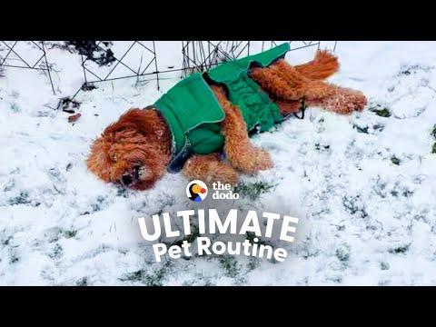 Nothing Stops This Narcoleptic Dog From Having A Good Time! #Video