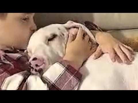 Dog's reaction to special needs child stuns family #Video