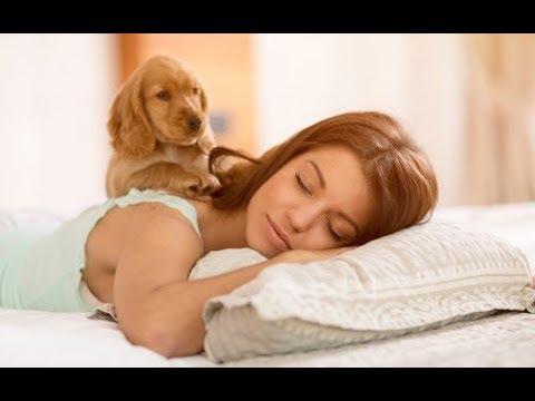 Funny Dogs Trying To Wake Up Their Humans