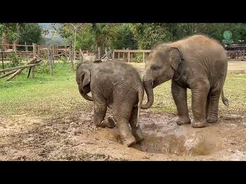 Two Young Baby Elephants Enjoying This Little Mud Hole - ElephantNews #Video