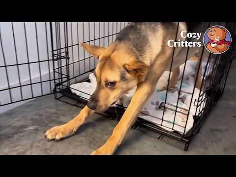 The Dog That Refused To Leave The Cage Even With The Door Open #Video