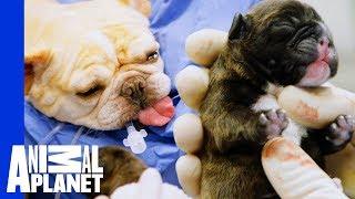 Buttercup The French Bulldog's Emergency C-Section | The Vet Life