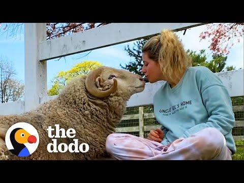 Watch This Rescued Ram Become The Happiest Boy #Video