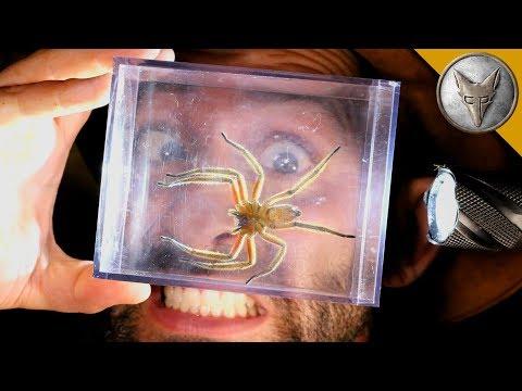 World's MOST DANGEROUS Animal Catches!