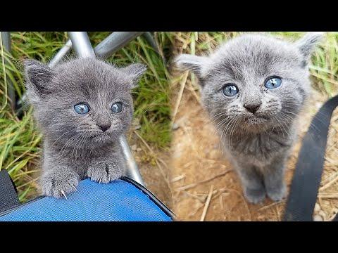Stray Kitten Ran Up To The Fisherman And Asked To Take Him Home #Video