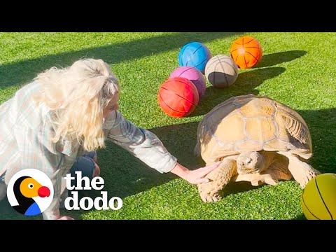 Grumpy Tortoise Finds A New Obsession #Video