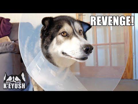 Husky is NOT Happy Wearing The CONE of SHAME! #Video