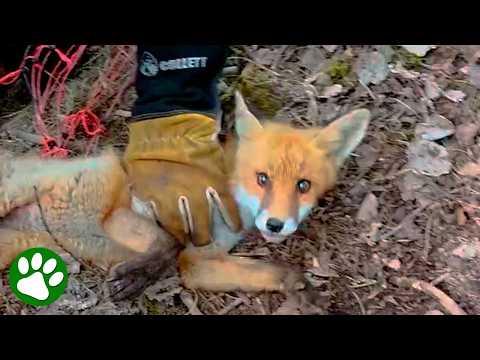 Rescuers Save Baby Fox Trapped in a Net #Video