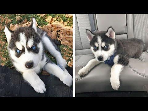 Funny And SOO Cute Husky Puppies Compilation #28 - Cutest Husky Puppy #Video