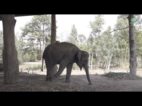 A Journey Of Street Begging Elephant 'Bai Teoy' - ElephantNews #Video