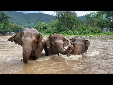 Rescued Elephants Find a New Family - ElephantNews #Video