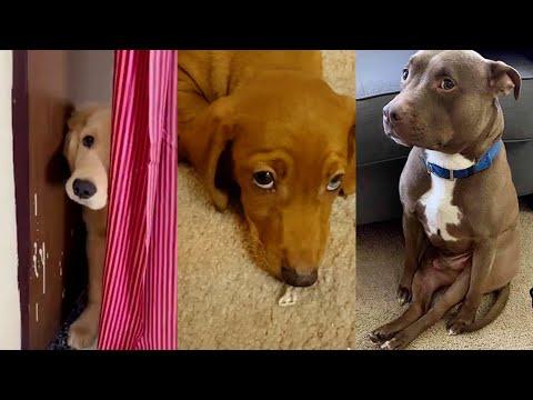30 Most Guilty Dogs On The Internet #Video