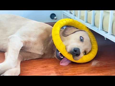The LAZIEST Dogs are right here #Video