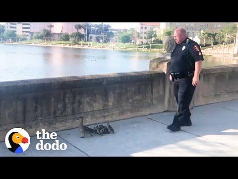 Cop Kindly Walks Duck Family All The Way Home #Video