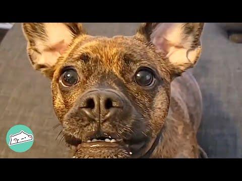 Dog With Bouncy Ears Is Looking for a Friend #Video
