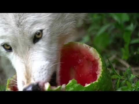 Wolves Love Watermelon #Video