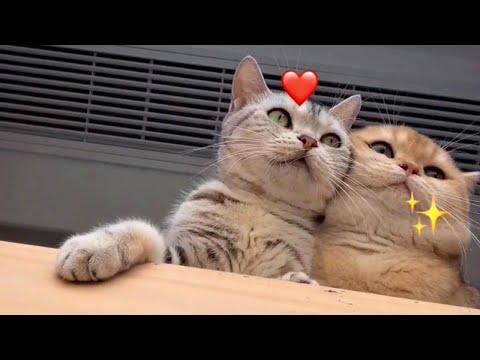 Romantic Cat Couple Video
