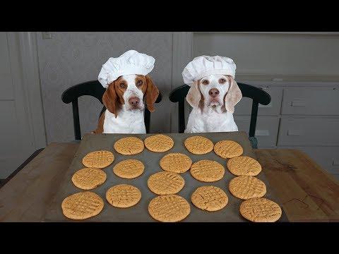 Dogs Make Peanut Butter Cookies: Funny Dogs Maymo, Potpie & Penny