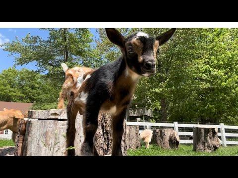 goat brothers Moxie & Moose - Sunflower Farm Creamery #Video