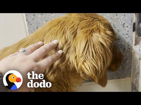 Rescue Dog Was Terrified Of Going Outside Until... #Video