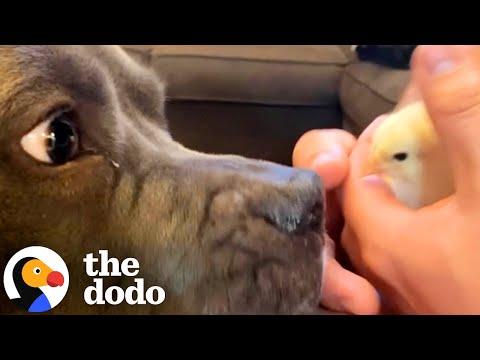 Pit Bull Reunites With Chickens He Raised As Babies #Video