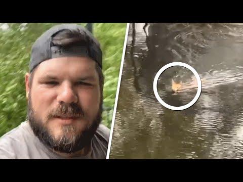 Baby deer swims to man for help during hurricane #Video